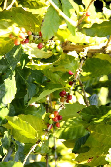 Mexico ist auch Kaffeeland...; an den meerzugewandten Hängen von Veracruz wächst wunderbarer Kaffee...