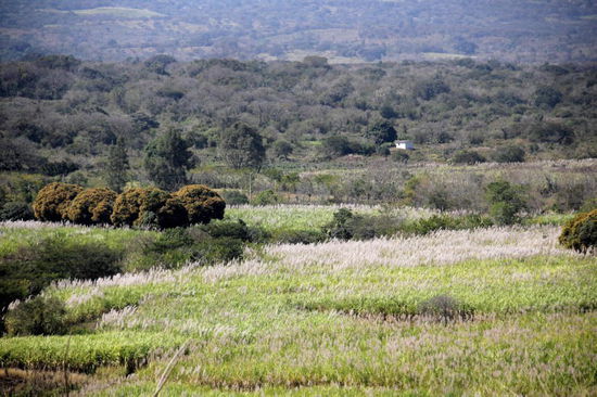 Die Strasse wird gesäumt von blühenden Zuckerrohrfeldern...
