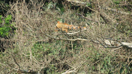 Dieser flotte Leguan misst rund 2 m und sonnt sich auf dem Geäst eines Baumes...