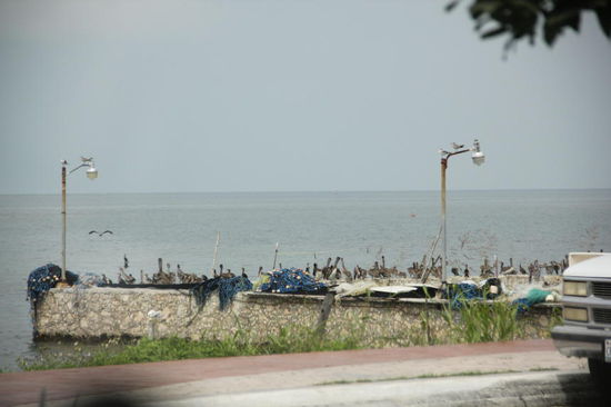 Auch die Seevögel kennen offenbar die Siesta-Zeit...