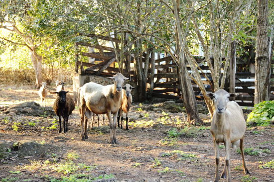 Am nächsten Morgen verabschieden wir uns...; wir fahren in die Stadt Izamal um einzukaufen....