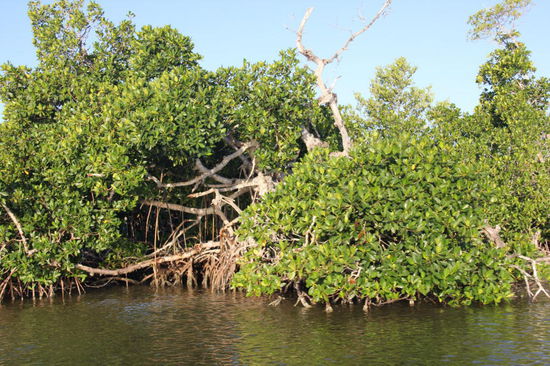 Wir fahren hinaus in die Mangroven der Lagune Rio Lagartos...