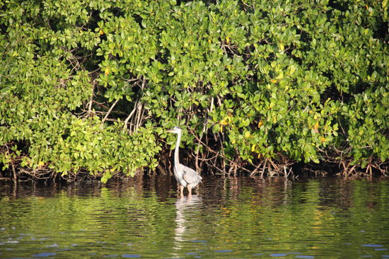 Der erste Graureiher wartet schon auf uns... - und es soll noch weitere 239 Vogelarten hier geben...