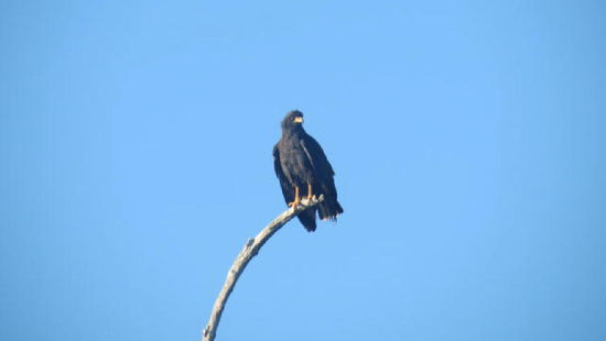 Schwarzadler - wohl schon verköstigt!