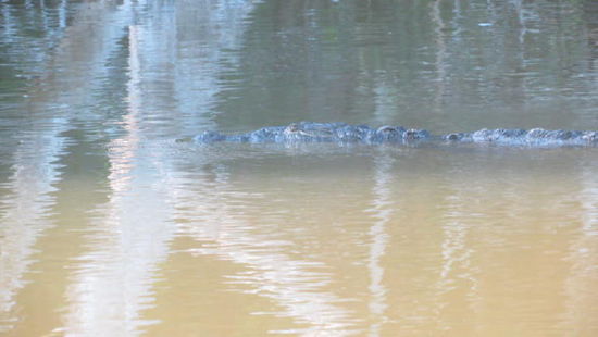 Im Wasser dümpelt ein 1 1/2 m langes Krokodil...; sie sind nicht agressiv, da es hier viele Fische gibt...