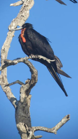 Der Fregattevogel...