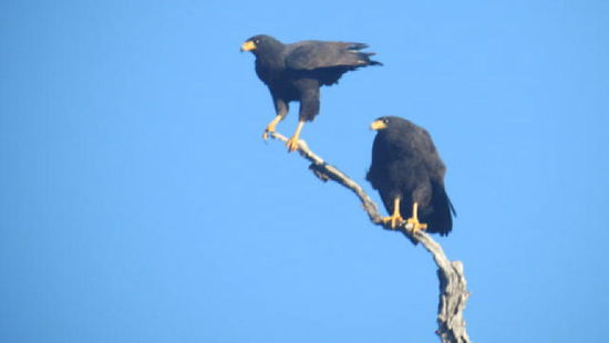 Schwarzadler sichten wohl Beute...