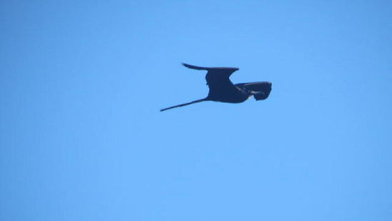 Ein wunderbarer Segler... - der Fregatte-Vogel...