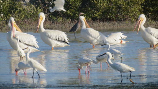 Futter für viele...; oben im Bild, kanadische Pelikane, die hier überwintern...