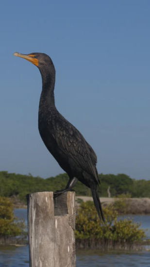 Der Kormoran hat vermutlich sein Frühstück bereits genossen...