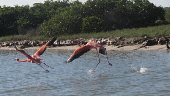 Was muss das für ein herrliches Naturschauspiel sein, wenn Tausende hier versammelt sind...