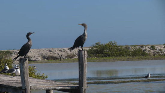 Kormorane - Wächter des Schiffsstegs...