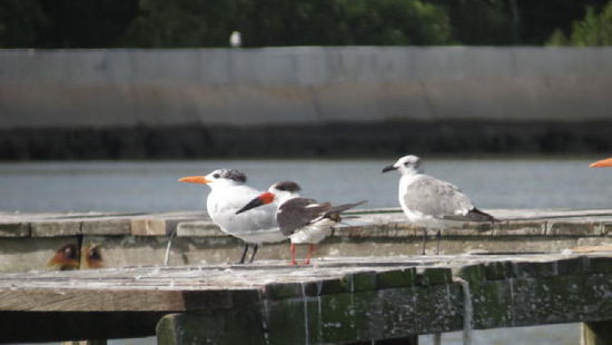 Sie sind wohl immer in Erwartung eines kleinen Häppchens...