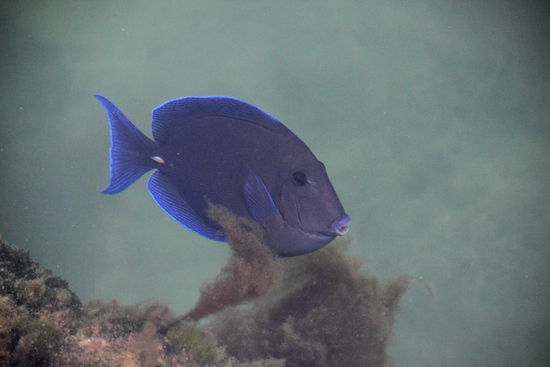 Zu meinem Leidwesen finde ich nicht allzu viele Fische beim Schnorcheln...; hatte an andern Orten schon bedeutend mehr gesehen...!
