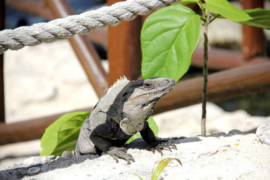 Leguane sind man hier sehr oft...