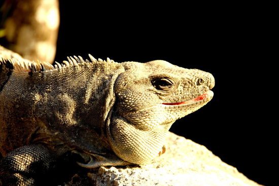 Dieses Exemplar scheint doch tatsächlich zu lächeln...