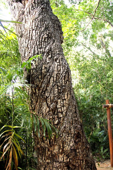 So werden die Bäume eingeschnitten...