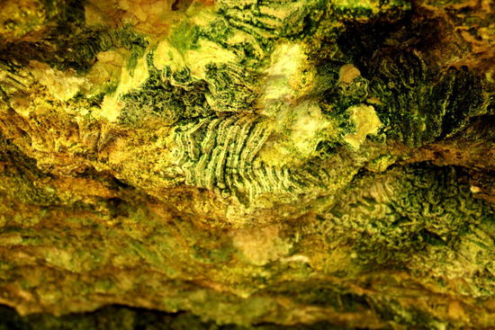 In einer Höhle finden wir sehr schöne Versteinerungen...