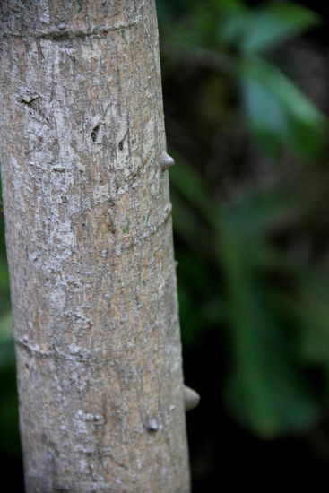 Ein Ceiba-Baum... - gehört zur Familie der Malvengewächse...