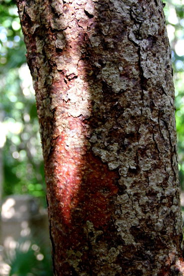 Der "Heilbaum" der Mayas...