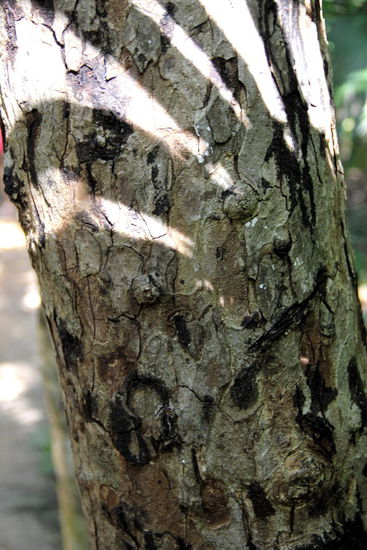 Dieser Baum verursacht Verbrennungen...
