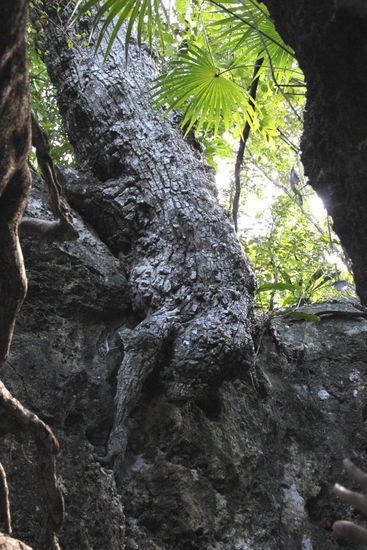 Wo Bäume überall wachsen... und überleben können...!
