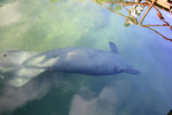 Auch Seekühe gibt es - allerdings erscheinen mir die Gehege zu klein zu sein...