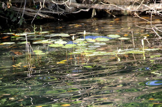 Wir besuchen drei Cenoten, welche die Lagune mit Süsswasser versorgen... - hier die schwarze Cenote....