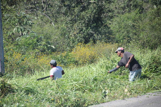 Harte Arbeit, das Roden mit der Machete...