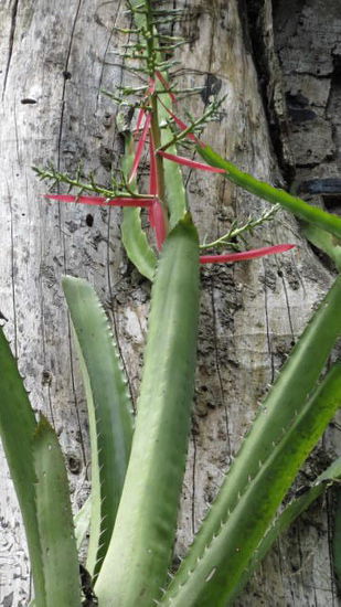 Wunderschöne Pflanzen...; Orchidee oder Bromelie...?
