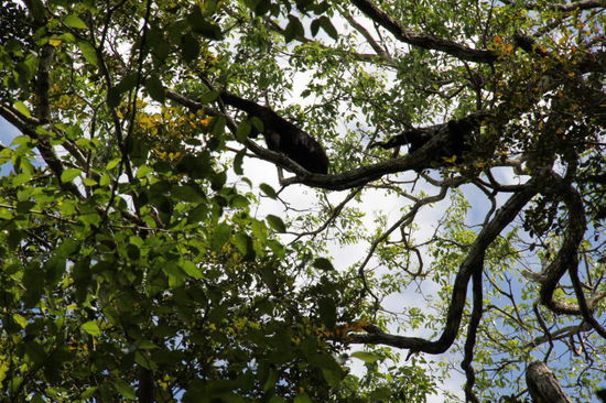 Hoch oben in den Bäumen raschelt es komisch...! Kathrin entdeckt die ersten Affengruppen...