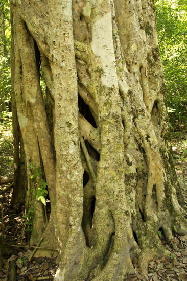 Fantastische Bäume...