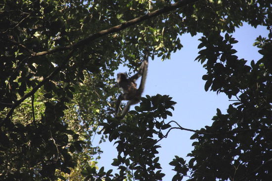 Einmal mehr raschelt's in den Bäumen...; diesmal sind die Affen ganz deutlich zu erkennen...