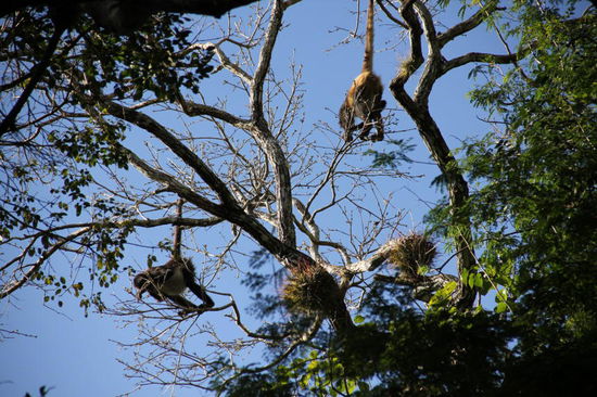 Sie angeln sich ihr Nachtessen von den Zweigen...