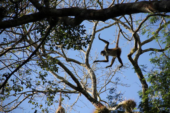 Wahre Kletterkünstler...