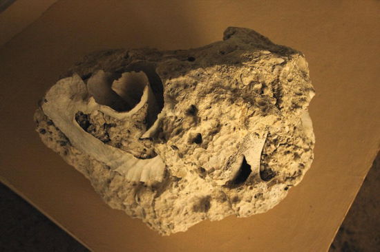 Es wird etliches gezeigt, hier im Bild Versteinerungen...