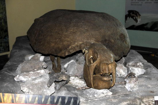 Eine Riesen-Meeresschildkröte...