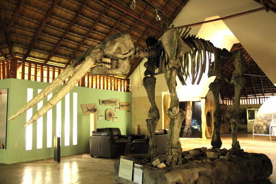 Kaum zu glauben - aber in Mexico gab es sogar Elefanten....