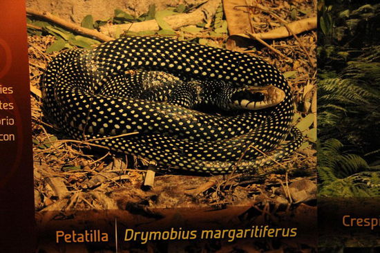 Schlangen haben wir schon einige gesehen...