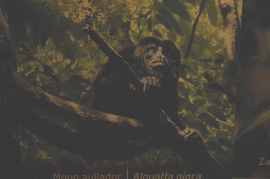 Diese Kerlchen gibt es noch heute...