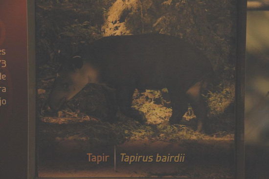 Wenn man Glück hat, sieht man den Tapir noch heute...