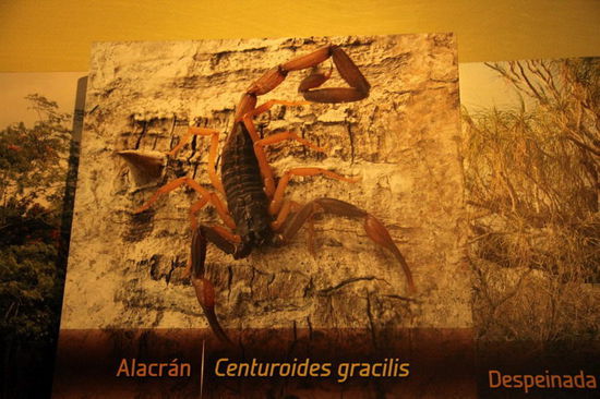 Vorsicht Skorpion - die Hellen sind gefährlicher als die Dunklen...