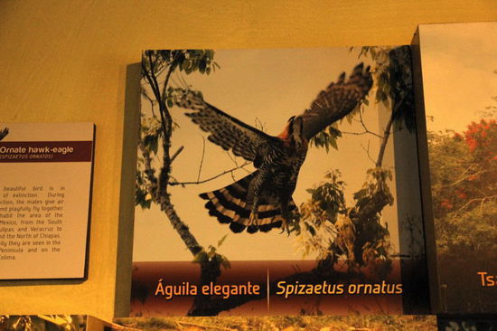 Adler - der König der Lüfte...