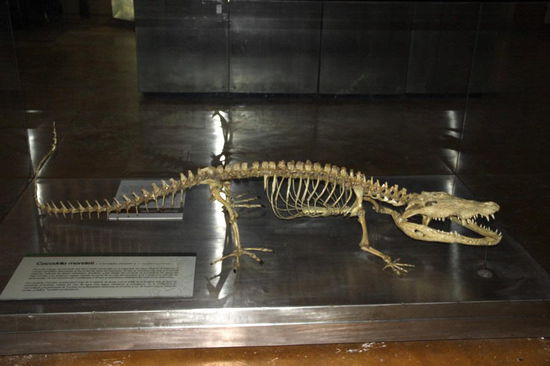 Auch diese Spezies ist in Mexico noch vorhanden - Alligatoren...