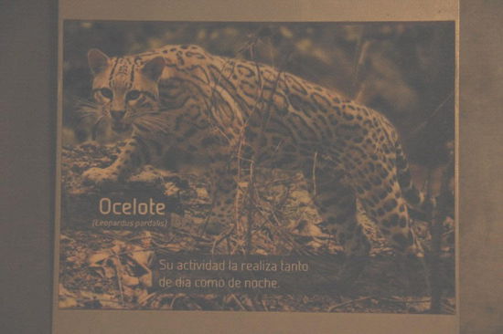 Ozelot...