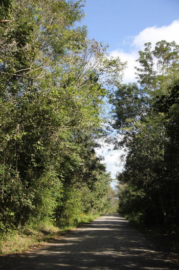 Wir fahren noch die 20 km im Dschungel bis zur Hauptstrasse zurück...