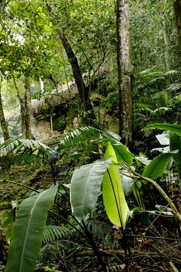 Mehr über die Ruine Palenque