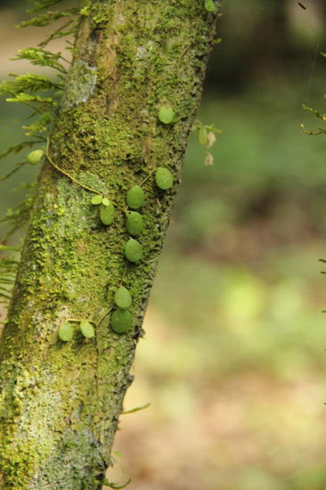 Wir befinden uns ja mitten im Dschungel...; es ist schwül, heiss und feucht...; der Schweiss rinnt bei jeder Anstrengung aus allen Poren...