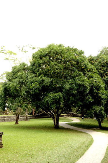 Wunderbare Bäume...