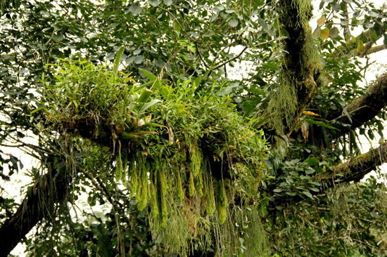Noch schnell ein paar Fotos aus dem nahen Regenwald geknipst...